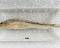 ?E鳡蔻鐵師 -开云体育官网